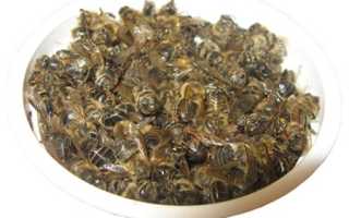 Лечение аденомы простаты подмором пчел: отвары и настойки