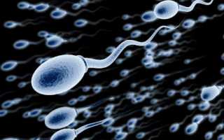 Сколько живут сперматозоиды во влагалище, воздухе и других условиях